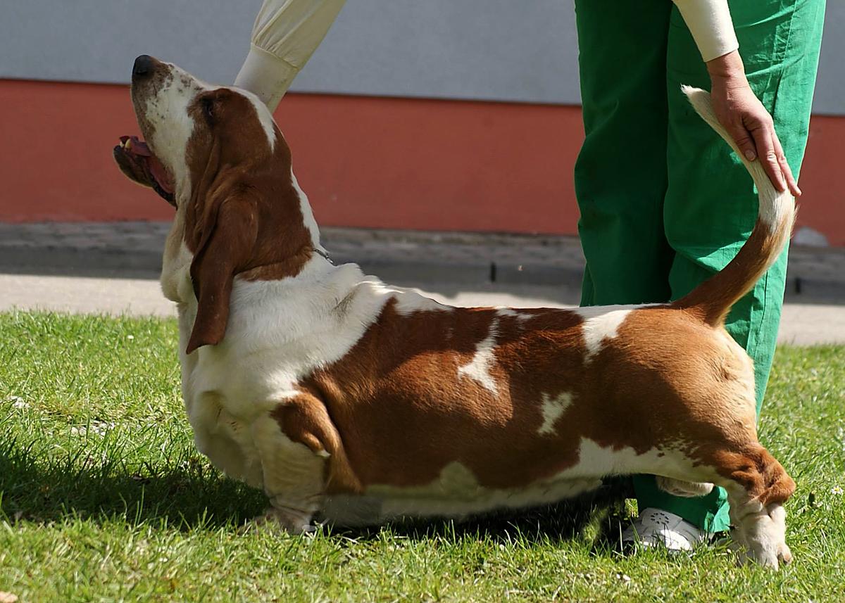 Kristof Kolumbus Od Berounky | Basset Hound 