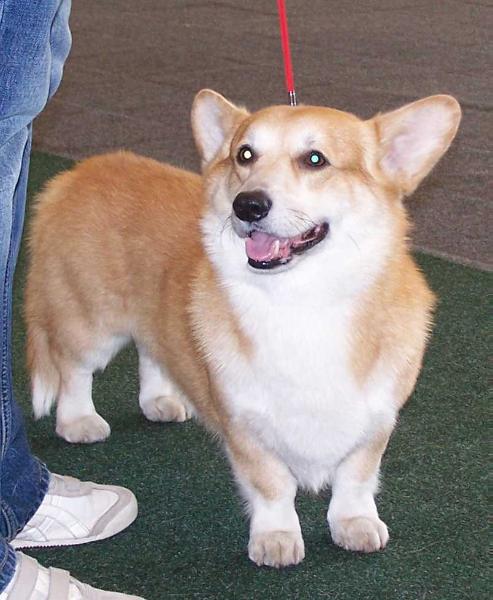 Rauber Regalia | Pembroke Welsh Corgi 