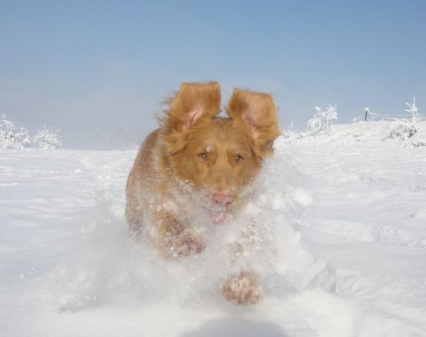 Pretty Pearl Angels of Baranya | Nova Scotia Duck Tolling Retriever 