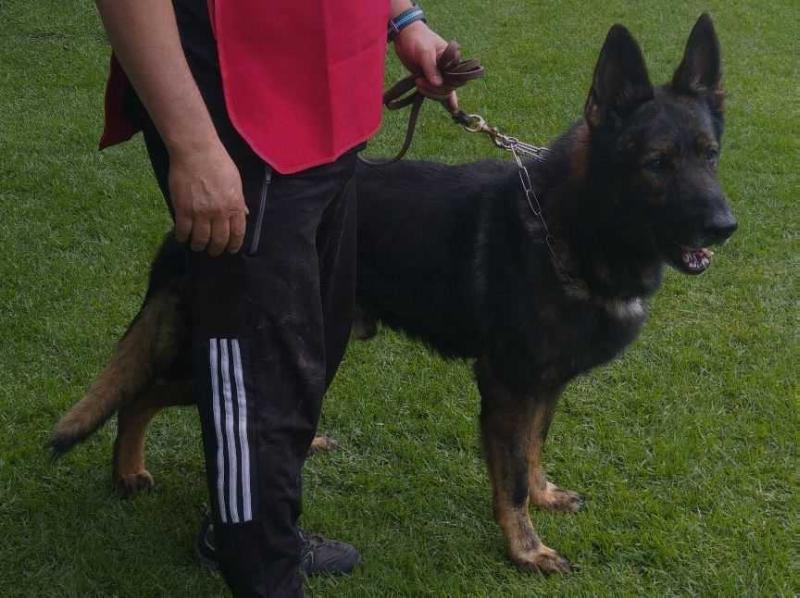 Arras Munoz | German Shepherd Dog 