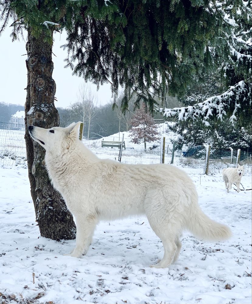 Sirin of Linde's White Wolves | White Swiss Shepherd Dog 