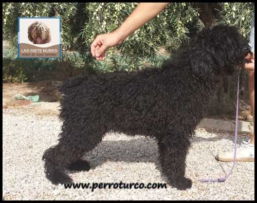 Cibeles de las Siete Nubes | Spanish Water Dog 