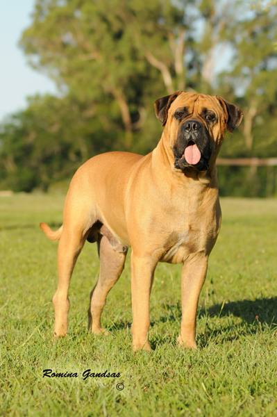 Deep Blue of Littlewin | Bullmastiff 