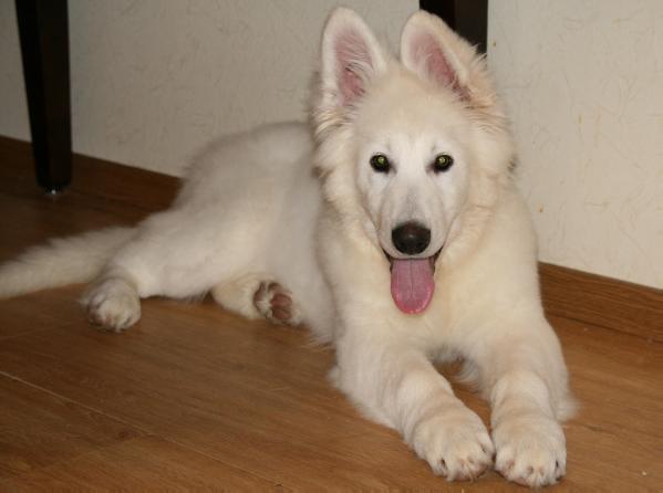 Imperator iz Okeana Udachi | White Swiss Shepherd Dog 