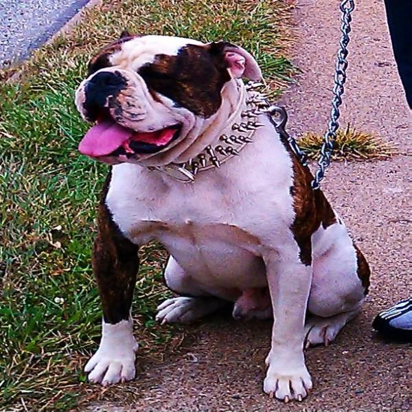 Velocity/Lonestar Pablo | Olde English Bulldogge 