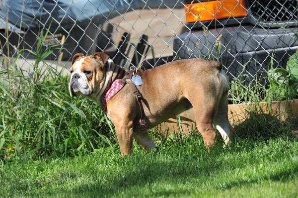 Pelto's Millie | Olde English Bulldogge 