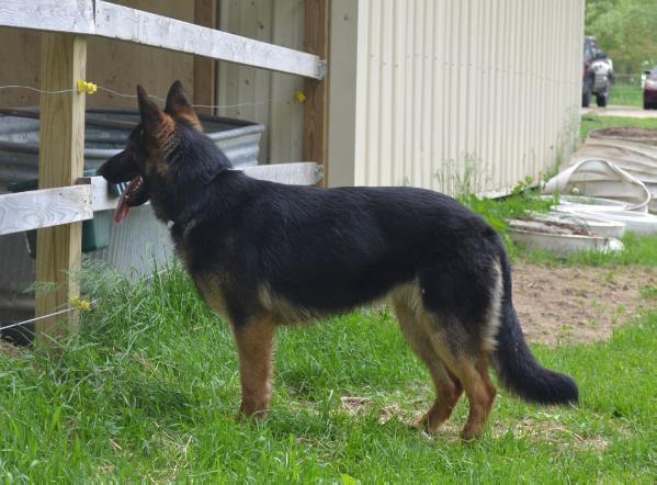 Branna vom Appel | German Shepherd Dog 