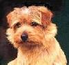 Allright Coconut | Norfolk Terrier 