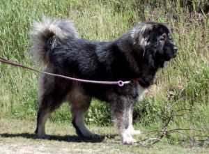 Bolshoy Ivan Charan Gordolan | Caucasian Mountain Dog 