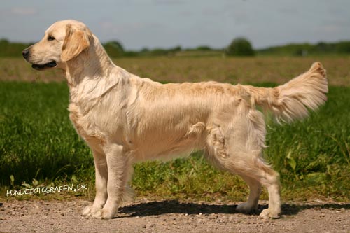 Xanthos Chandra | Golden Retriever 