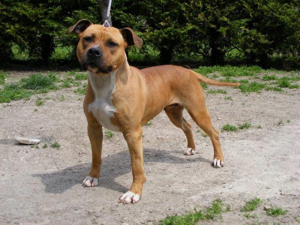 California tipit z hanky | American Staffordshire Terrier 
