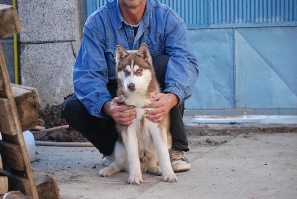 Baratolomew red mist | Siberian Husky 