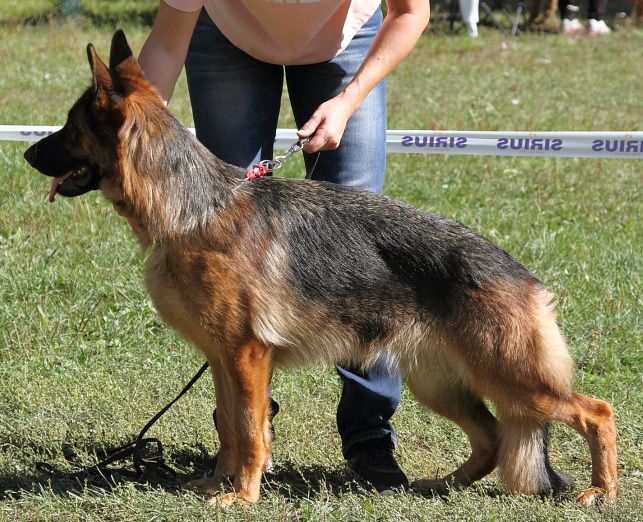 Tugami hof Sarbona | German Shepherd Dog 