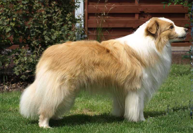 Golden Shadow From Borders Paradise | Border Collie 