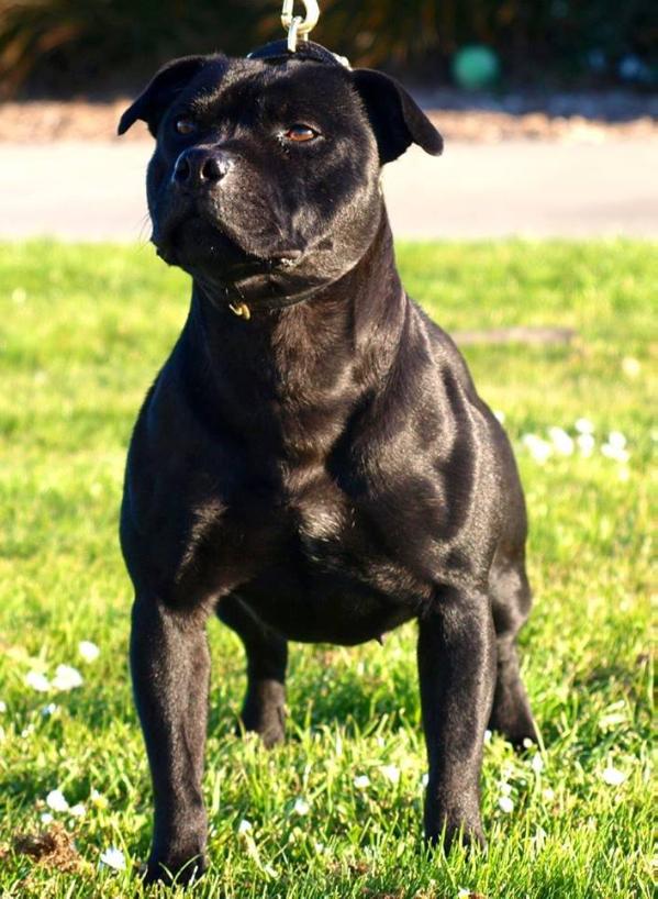 Rojeme Black Opal | Staffordshire Bull Terrier 