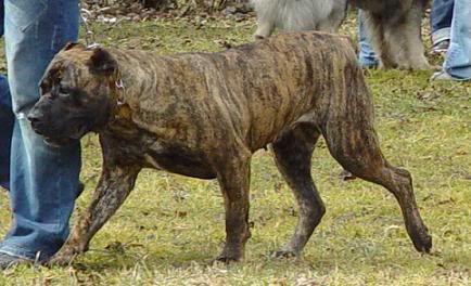 El Cranero Duro Gesa | Perro de Presa Canario 