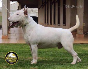 ADURRA BULL TORUK MAKTO | Bull Terrier 