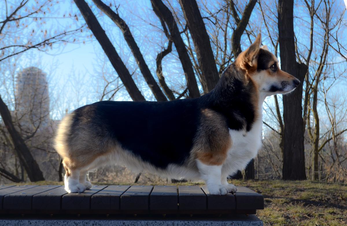 TUNAY SOLAR BEAM N/B | Pembroke Welsh Corgi 