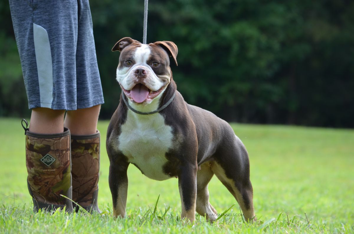 KHAOS' RUSSIAN ROULETTE | Olde English Bulldogge 