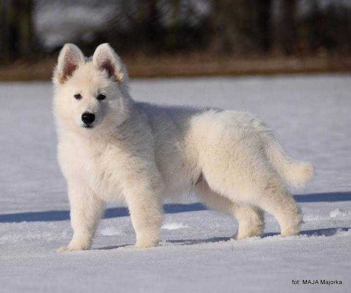 O`bis Gwynbleidd | White Swiss Shepherd Dog 