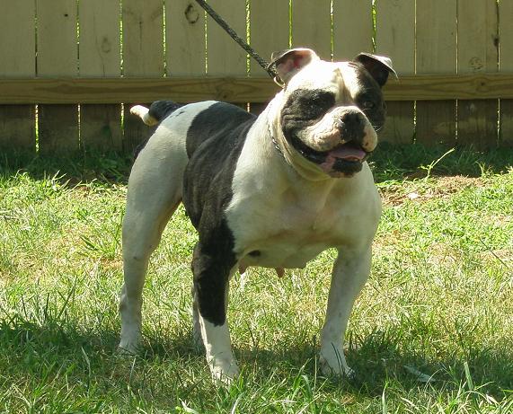COH's Jypsie Rose of Bender Bulldogs | American Bulldog 