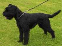 DAGGI vom LINDELBRUNN | Giant Schnauzer 