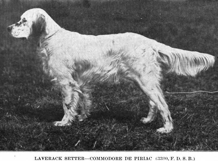 Commodore de Piriac | English Setter 