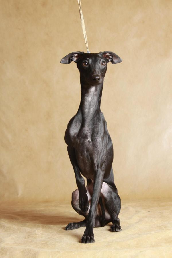 Fantasio des Princes de Kazan | Italian Greyhound 