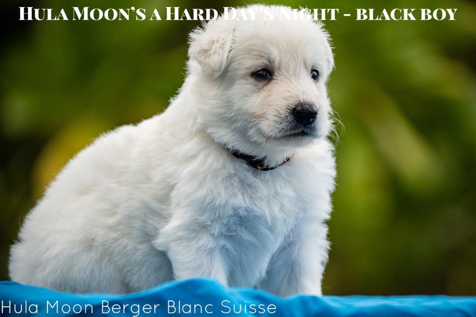 Hula Moon's A Hard Day's Night | White Swiss Shepherd Dog 