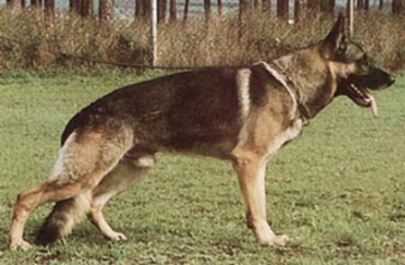 Bronco aus Jever | German Shepherd Dog 