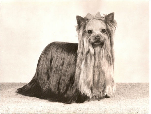 Ozmilion Devotion | Yorkshire Terrier 