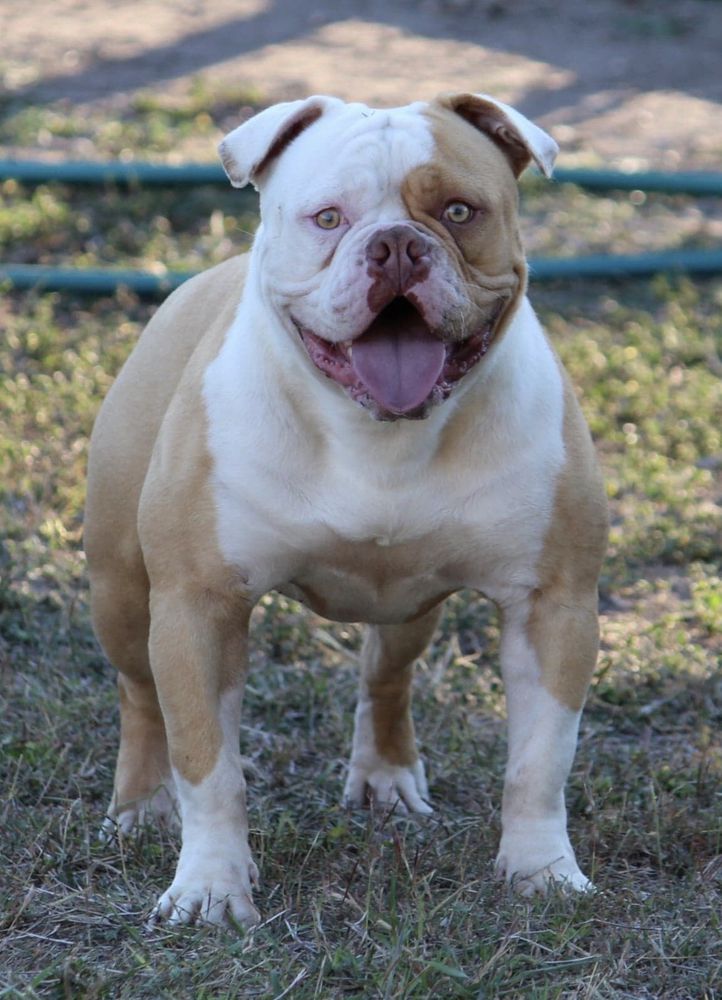 Deep South Tuti | American Bulldog 