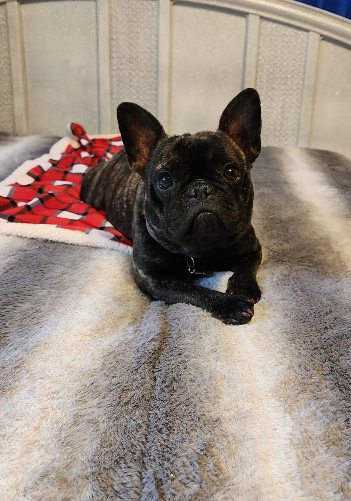 LITTLE MISS BILLIE THE KID | French Bulldog 