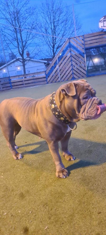 House of Monsters Warrior Troja | Olde English Bulldogge 