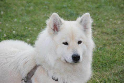 Eurasier
