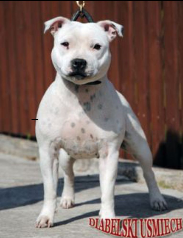 Jahvestaffs J&amp;T Diabelski Usmiech | Staffordshire Bull Terrier 