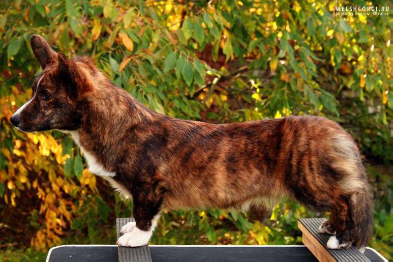 Aethwy Baker Street | Cardigan Welsh Corgi 