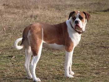 Secondwind Spitfire | American Bulldog 