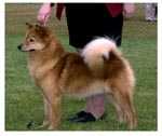 Jayenn's Tophunter | Finnish Spitz 