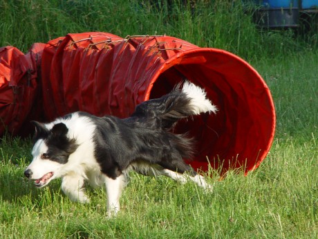 Cranberry Hardy horde | Border Collie 