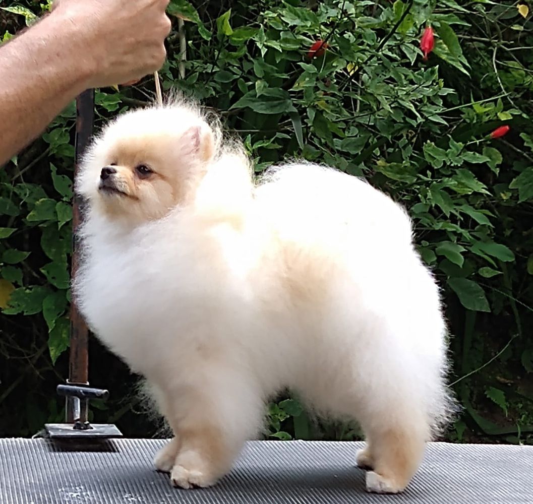 Oakwood's Trunk Jr | Pomeranian 