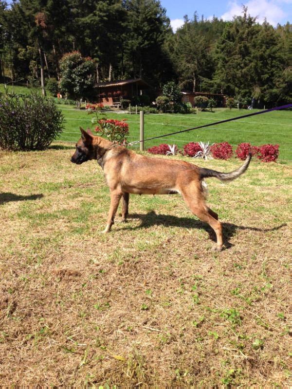 Fox van Vessald | Belgian Malinois 