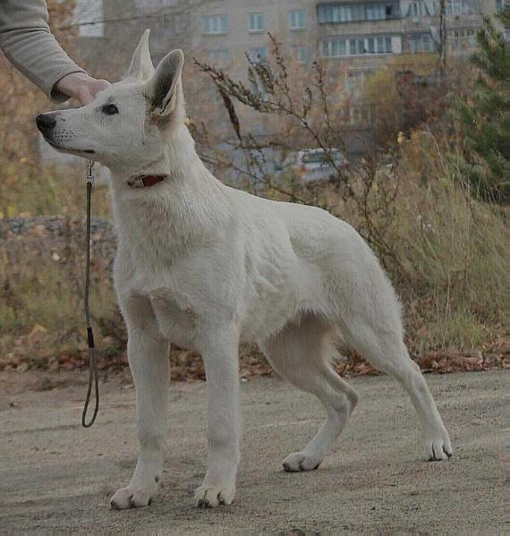 OFFICER IZ BELOY BRIGADY | White Swiss Shepherd Dog 