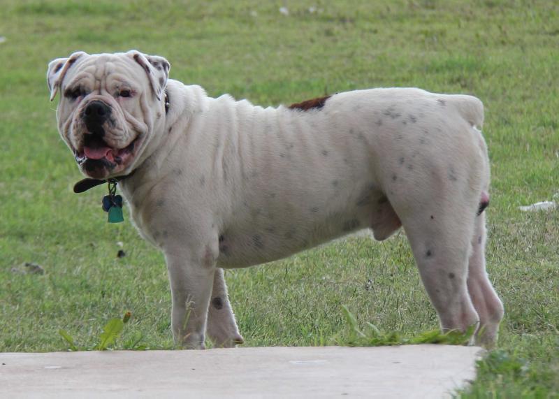 Wright's Sir Charles Oakley James | Olde English Bulldogge 