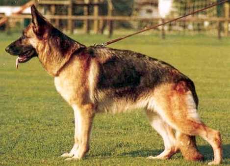 Ulme vom Wildsteiger Land | German Shepherd Dog 