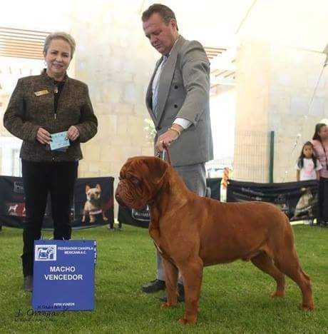 De las Dunas Azteka | Dogue de Bordeaux 
