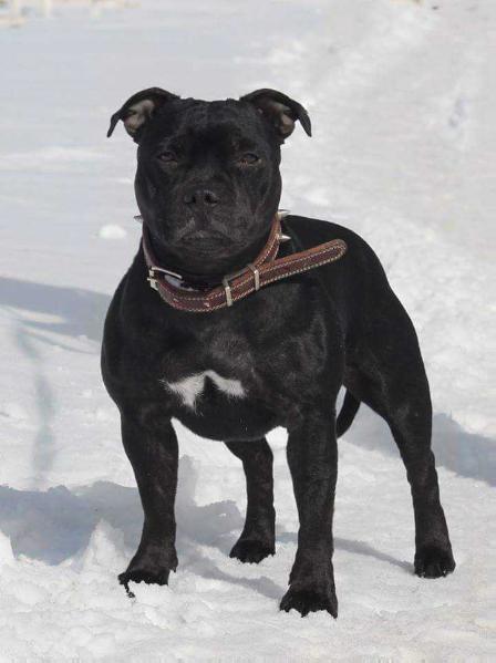 Brave Spirit Elana Elegant | Staffordshire Bull Terrier 