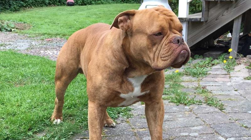 Ostergaard's Igor | Olde English Bulldogge 