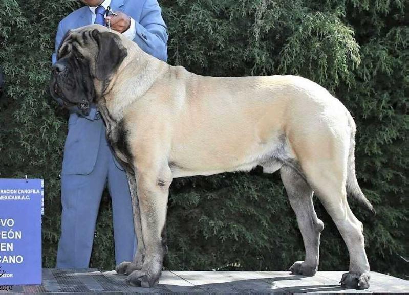NOBODY DEL PEÑON DE IFACH | Mastiff 