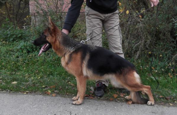 Kirra Noster Amicus | German Shepherd Dog 